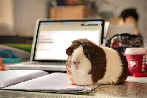 ⚫  Workplace distractions - how to avoid common time-wasting traps course image